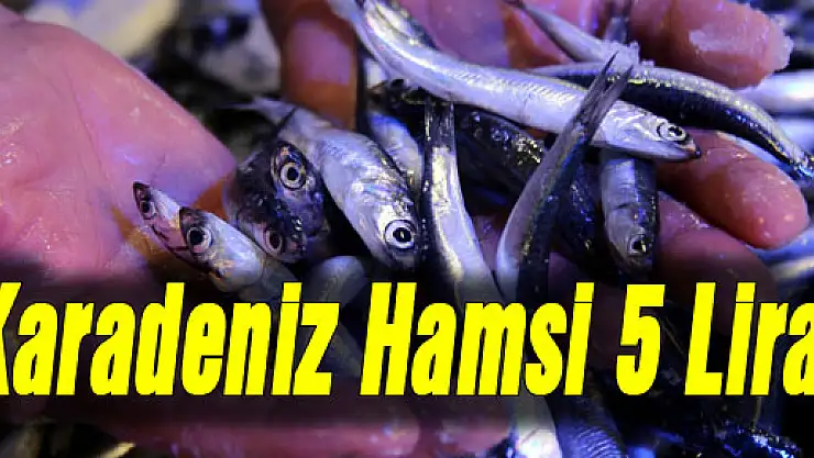 Karadeniz Hamsi 5 Lira
