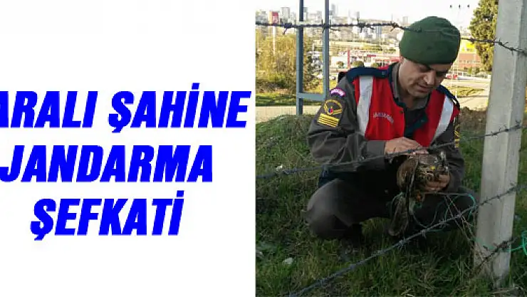 YARALI ŞAHİNE JANDARMA ŞEFKATİ