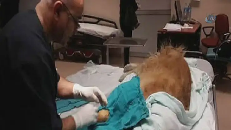 Devlet hastanesinde köpeğe ameliyat