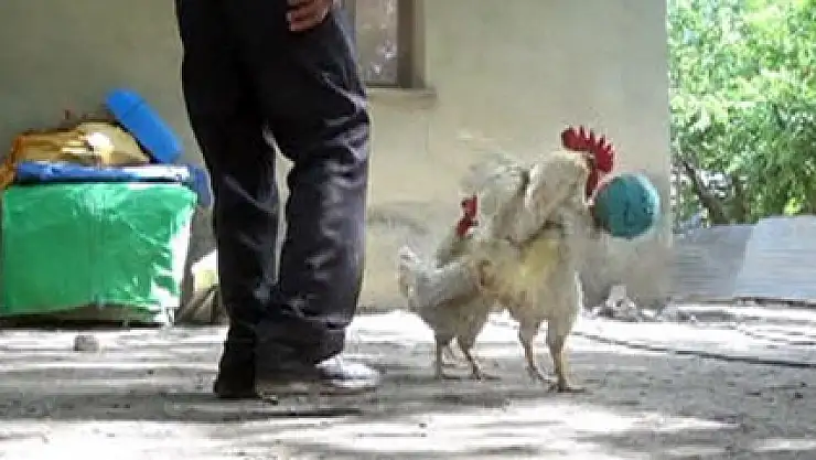 Horozların futbol aşkı