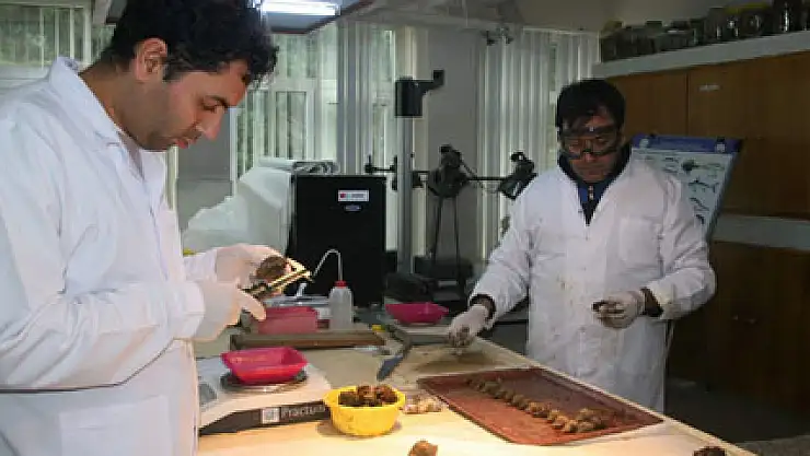 Deniz salyangozu ülkeye milyon dolarlar kazandırıyor