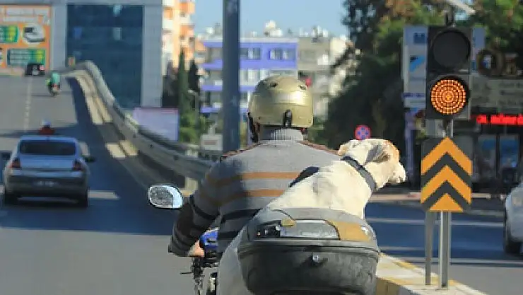 Köpekle tehlikeli yolculuk