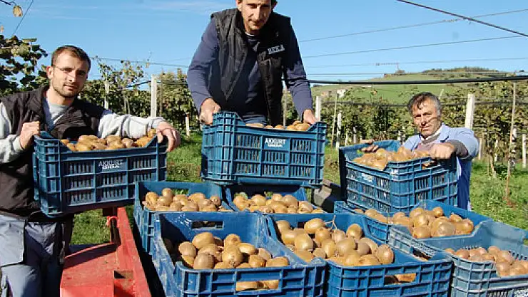 Organik Köyde Kivi Hasadı Başladı