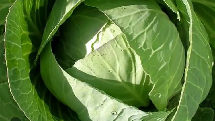 Bir lahana türü daha geliştirildi