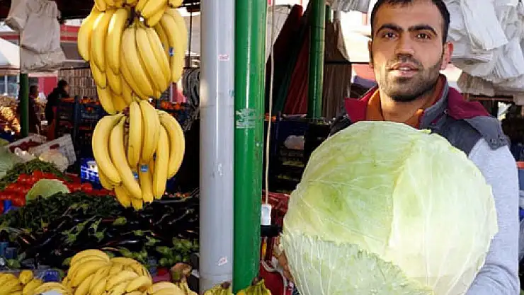 13 kiloluk dev lahana