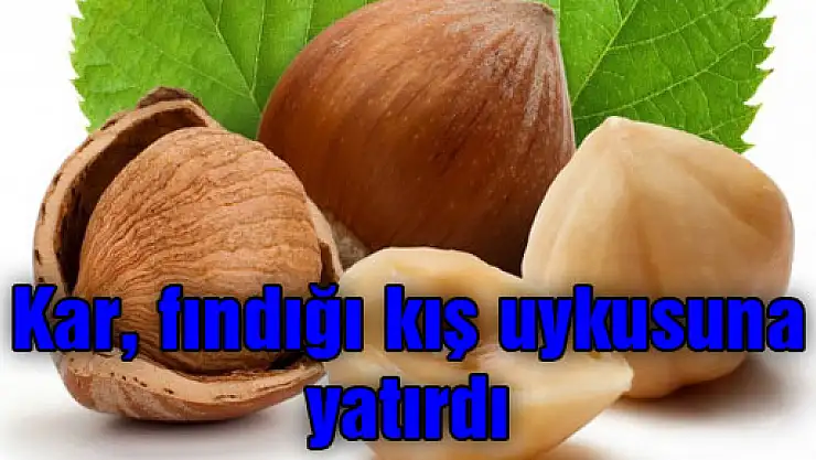 Kar, fındığı kış uykusuna yatırdı