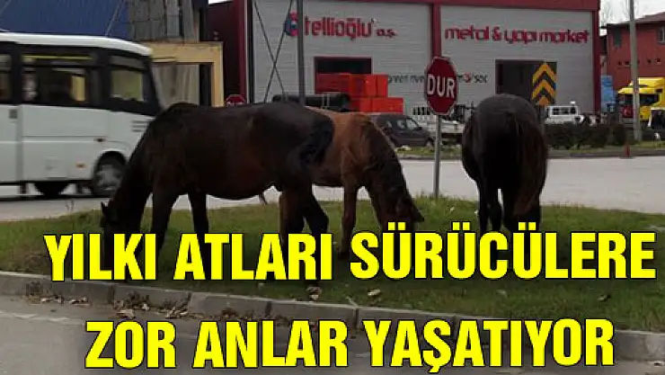 YILKI ATLARI SÜRÜCÜLERE ZOR ANLAR YAŞATIYOR
