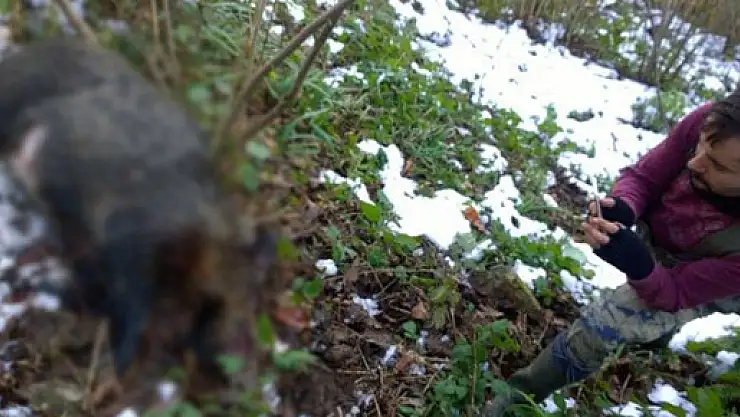 Bahçelerini korumak için domuz avına çıktılar