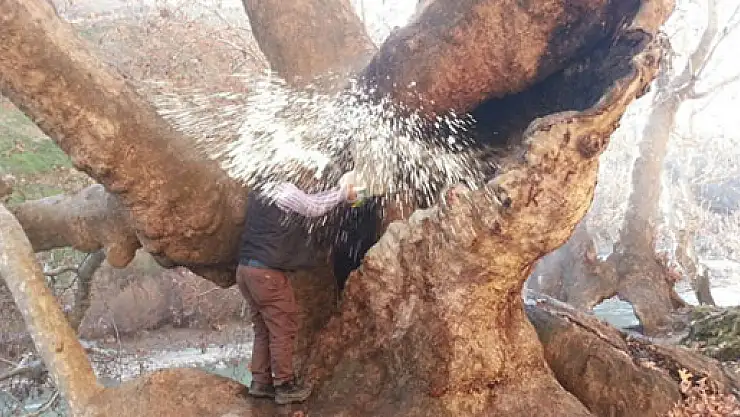 Asırlık ağacı ateşe verdiler