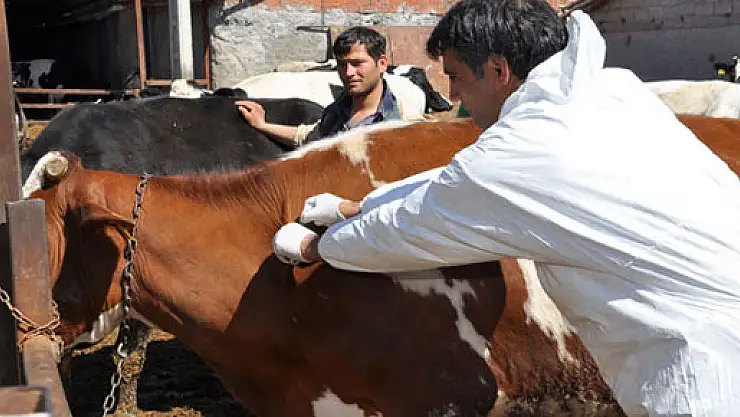 A-Nepal virüslü şap hastalığı nedeniyle Aksaray karantinaya alındı
