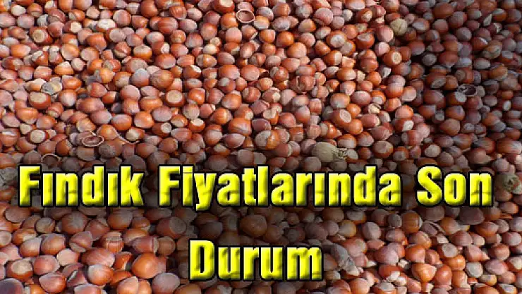 Fındık Fiyatlarında Son Durum