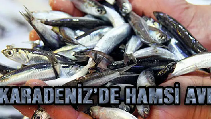 KARADENİZ'DE HAMSİ AVI YÜZDE 90 AZALDI