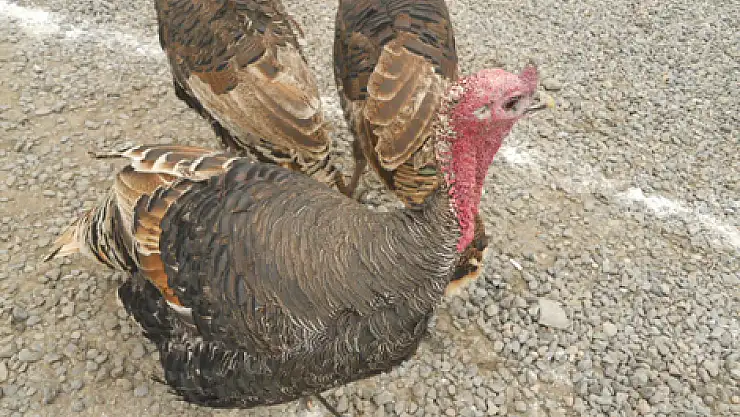 Yılbaşı Hindileri Görücüye Çıktı