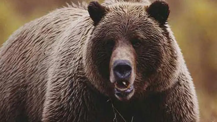 Ayı, eve girip bal ile buzdolabındaki yiyecekleri yedi