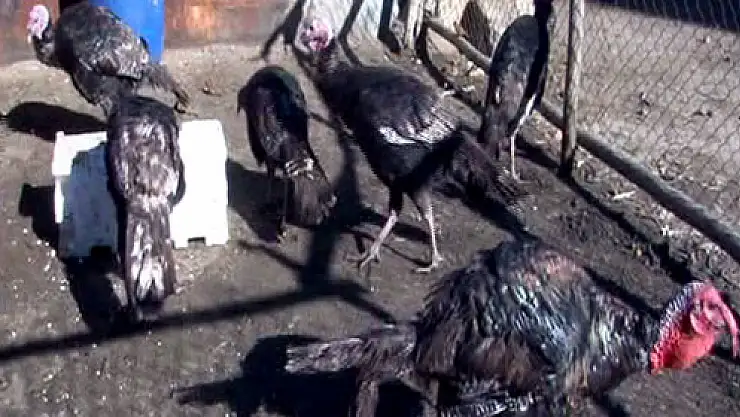 Yılbaşı hindileri elde kalıyor!