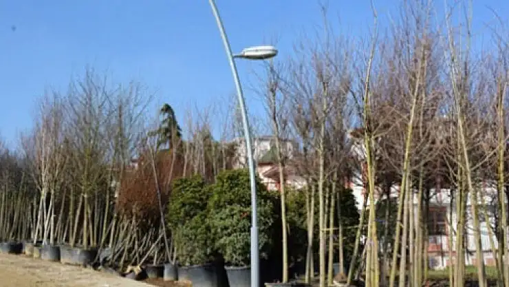 Büyükçekmece'de ağaç dikmeyenin nikahı kıyılmayacak