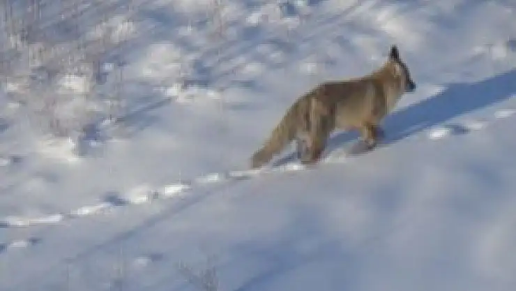 Aç kalan tilki şehre indi