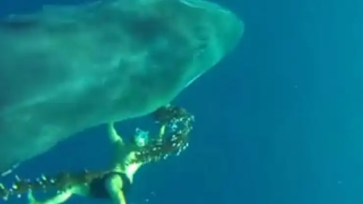 Kahraman dalgıç dev balinayı ölümden kurtardı