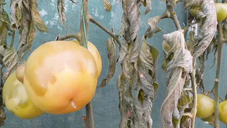 Şanlıurfa'da don seraları vurdu