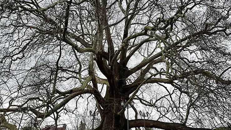 Osmanlı'ya şahitlik eden çınarlar yeniden doğuyor