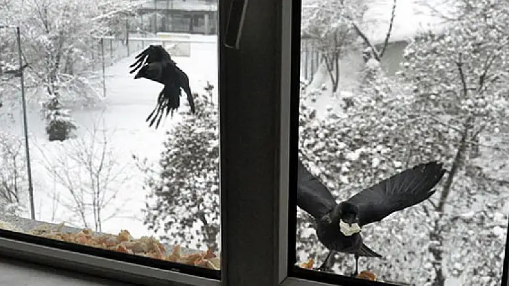 Aç kalan kargaları pilavla besliyor