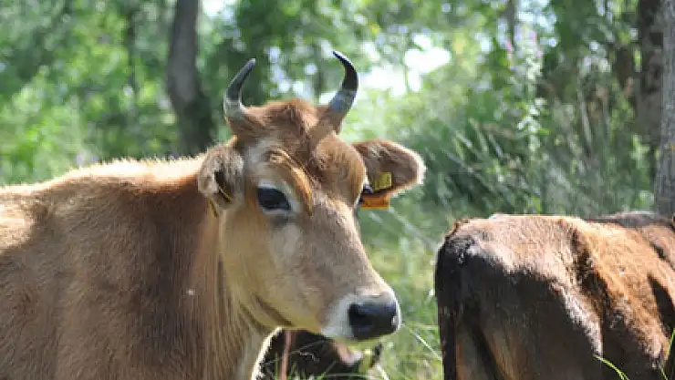 'ŞAP CİDDİ BİR SORUN DEĞİL'