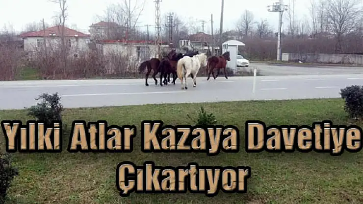 Yılki Atlar Kazaya Davetiye Çıkartıyor