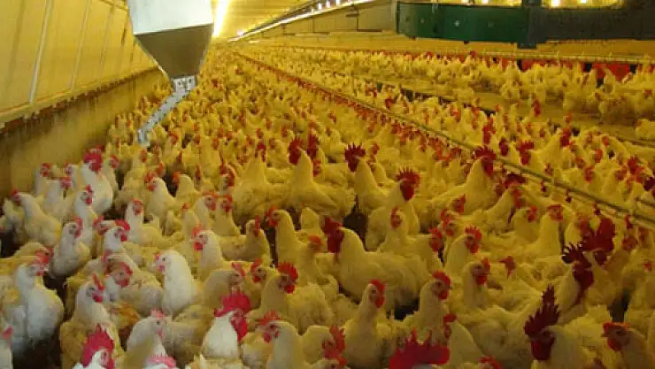 Beyaz et ihracatına terör darbesi