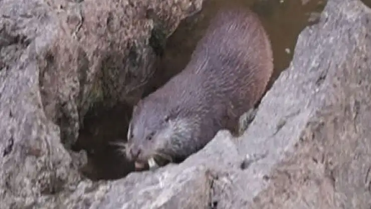 Nesli tükenmekte olan su samuru balık yerken görüntülendi