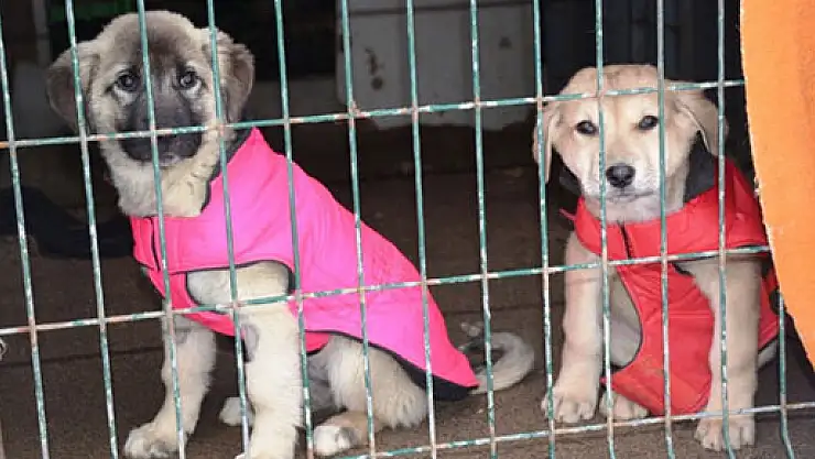 Köpekler üşümesin diye elbise giydirdiler
