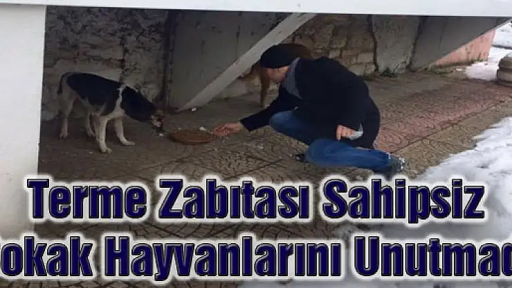 Terme Zabıtası Sahipsiz Sokak Hayvanlarını Unutmadı