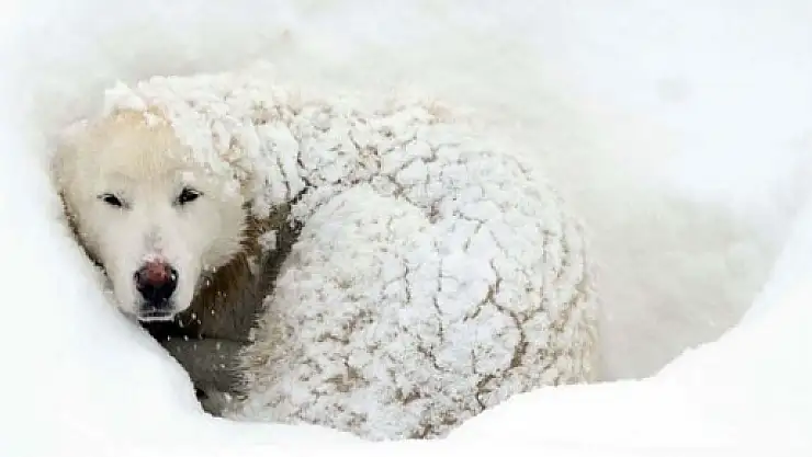 Burası Sibirya değil Bitlis