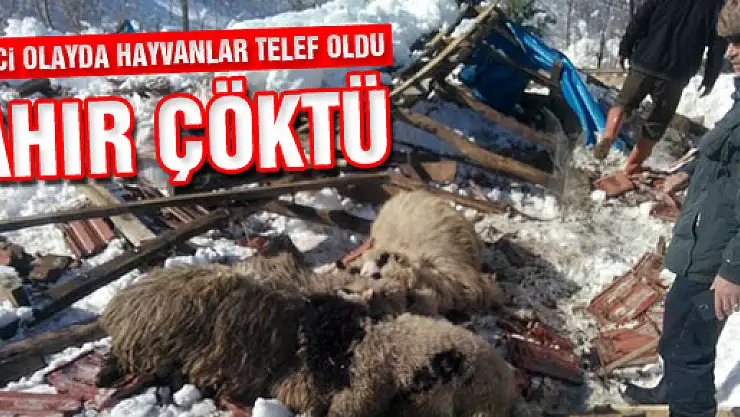AHIR ÇÖKTÜ,15 HAYVAN TELEF OLDU