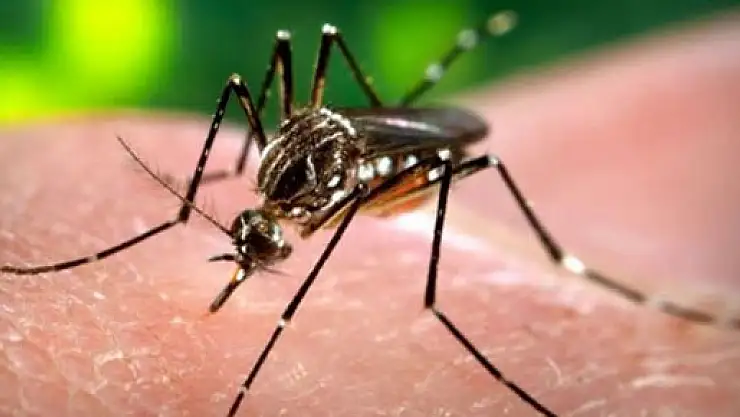 Dünya Sağlık Örgütünde 'zika' alarmı !