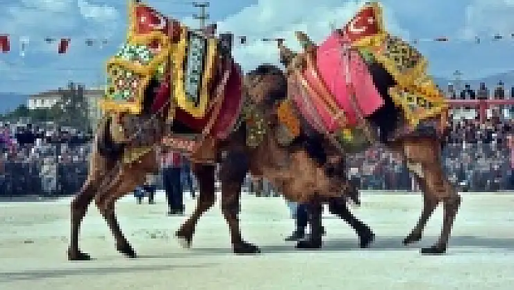 Develer bu sefer kendileri için güreşti