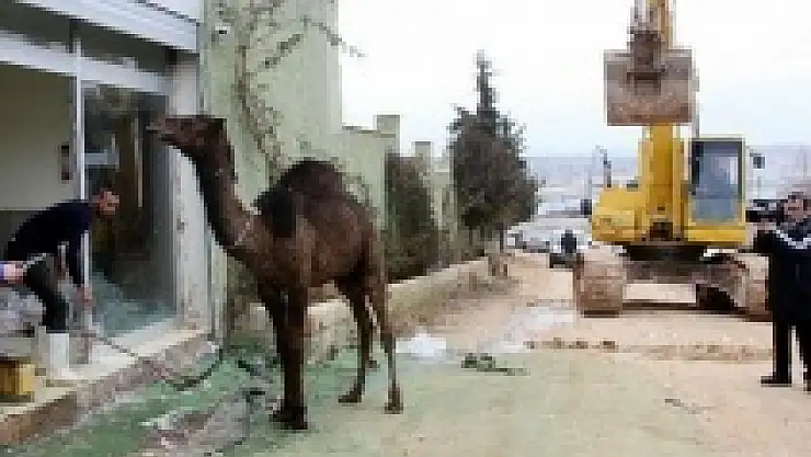 Yıkıma tepki için deve kestirdi