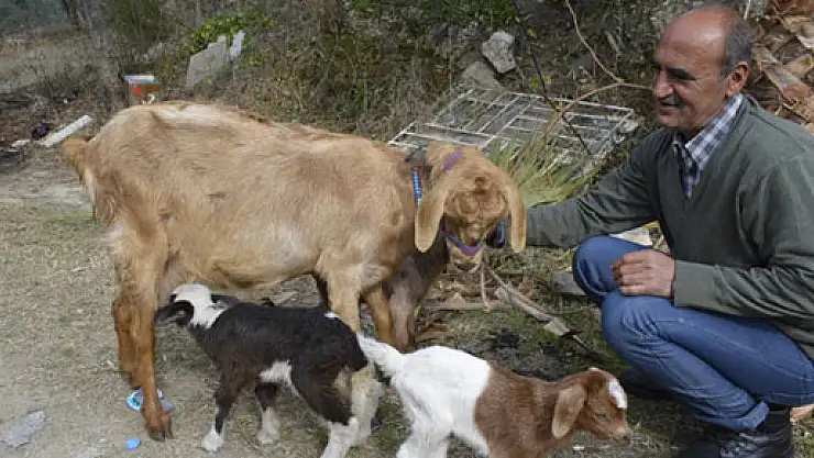 Veteriner de keçi sahibi de şaşkınlık yaşadı