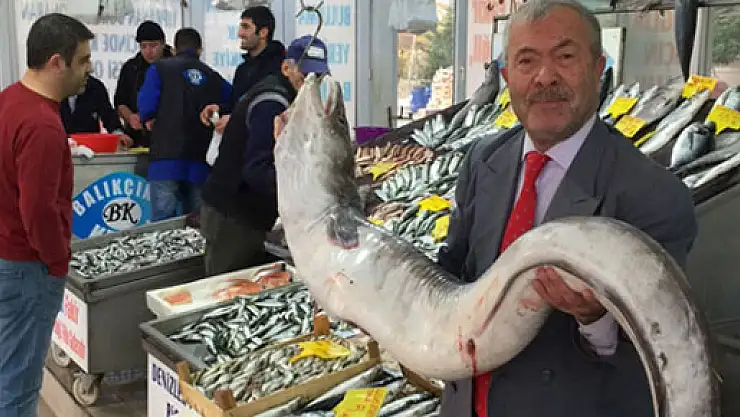 2 metrelik yılan balığı