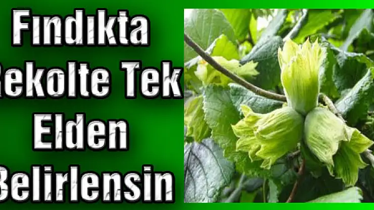 Fındıkta Rekolte Tek Elden Belirlensin