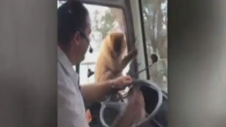 Maymun usta hırsızlara taş çıkarttı