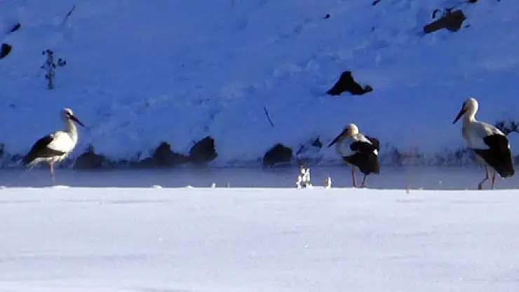 Üç leylek eksi 25 derece soğukta kaldı