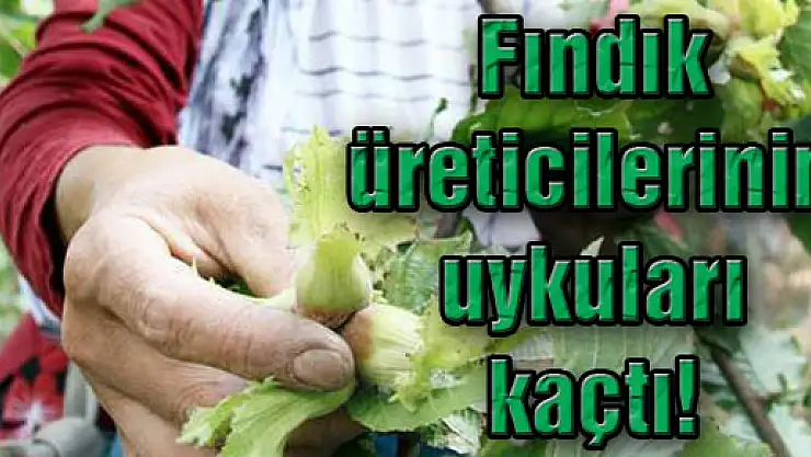 Fındık Üreticilerinin Uykuları Kaçtı!