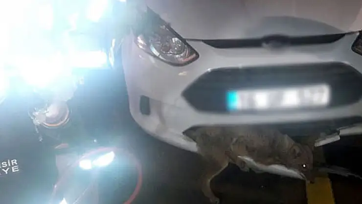 Otomobile tilki sıkıştı