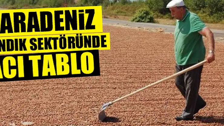 KARADENİZ FINDIK SEKTÖRÜNDE ACI TABLO