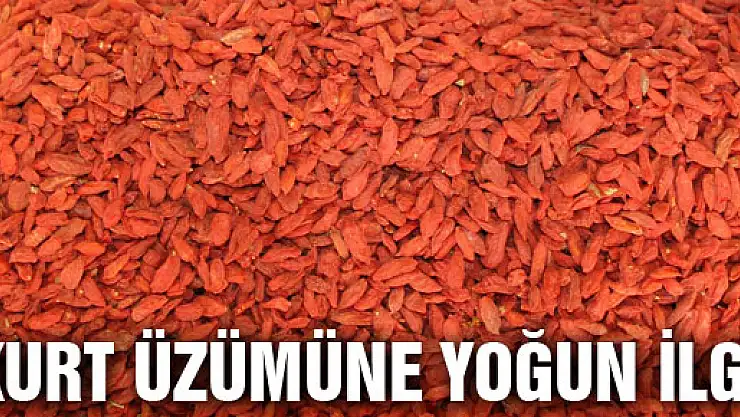 KURT ÜZÜMÜNE YOĞUN İLGİ