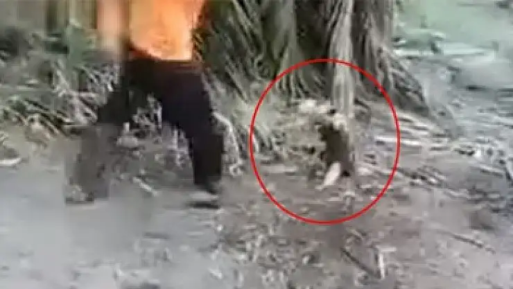 Karıncayiyen kendisine sataşan genci yere serdi