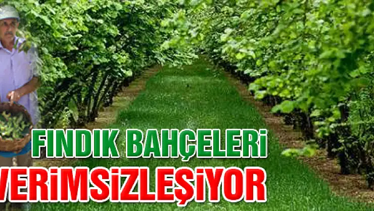 'Fındık Bahçeleri Verimsizleşiyor'