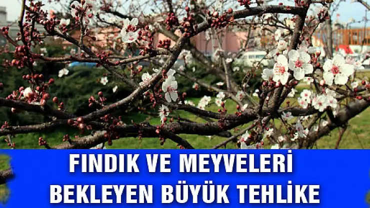 FINDIK VE MEYVELERİ BEKLEYEN BÜYÜK TEHLİKE