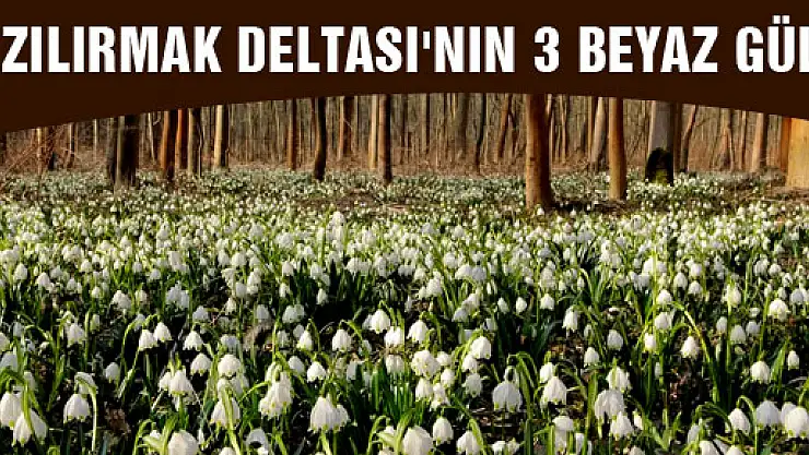 KIZILIRMAK DELTASI'NIN 3 BEYAZ GÜLÜ