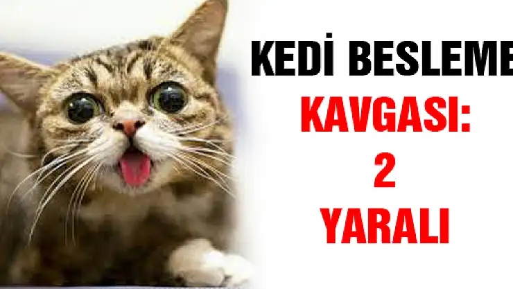 KEDİ BESLEME KAVGASI: 2 YARALI